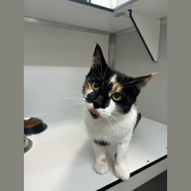 Photo of Cookie