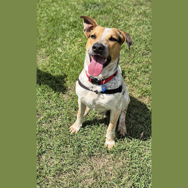 Photo of Rusty