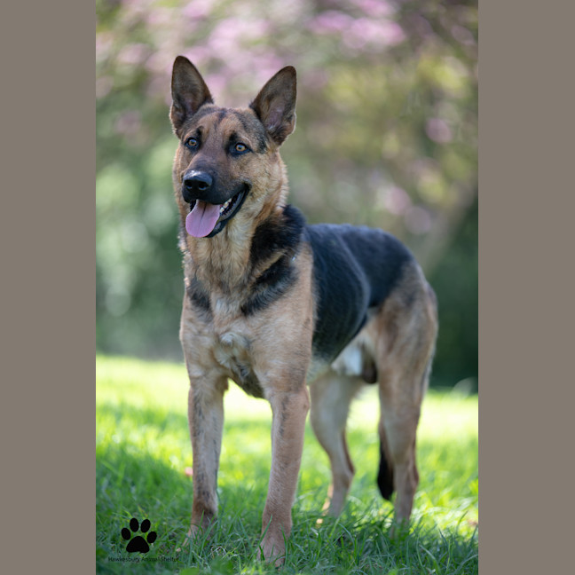 Photo of Bandit