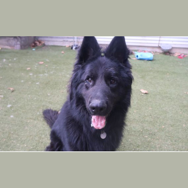 Photo of Maximus