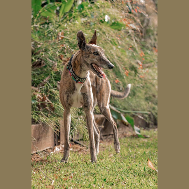 Photo of Candy 🍭   The Greyhound