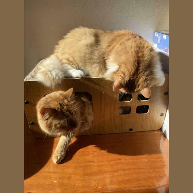 Photo of Harlow & Henry