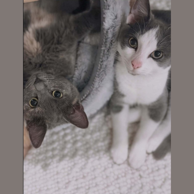 Photo of Oliver
