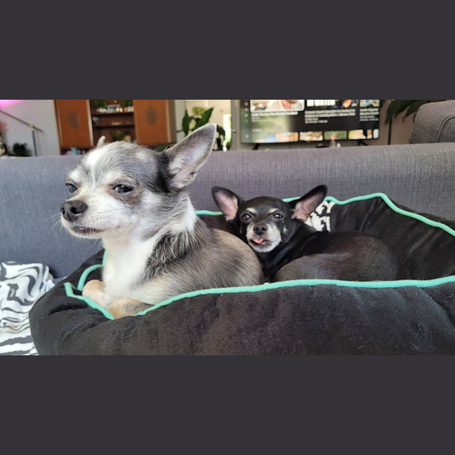 Photo of Rocky And Hugo