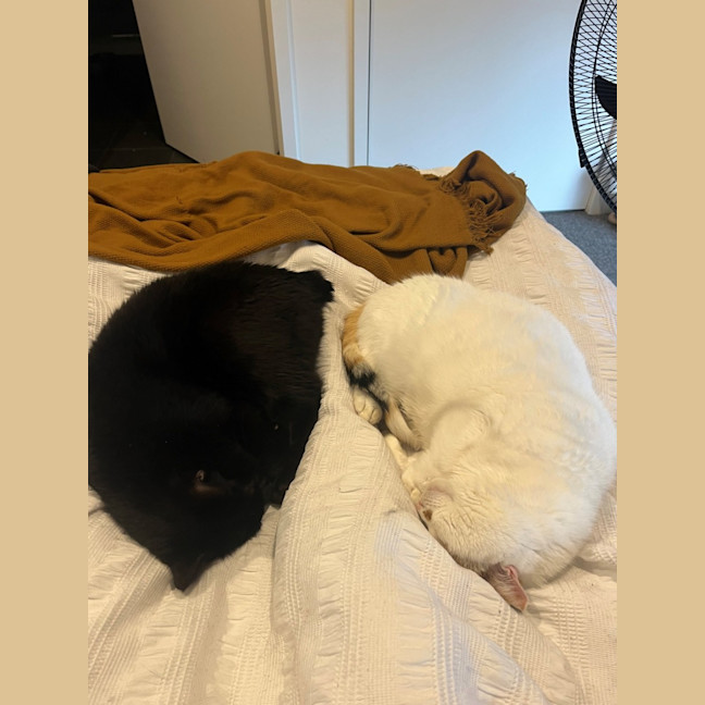 Photo of Bella   Located In Windsor