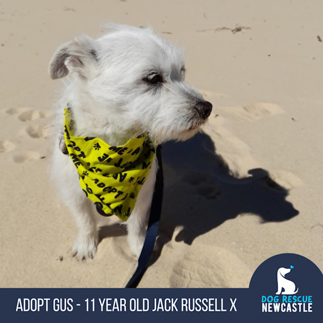 Photo of Gus   11 Year Old Jack Russell X