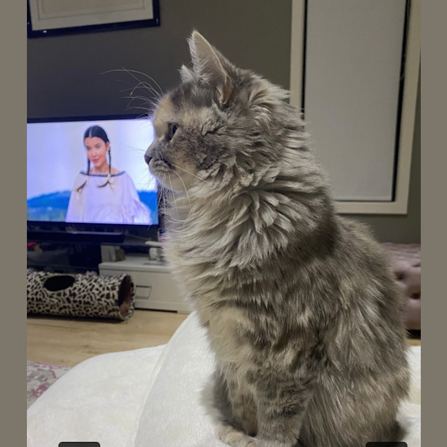 Photo of Pumpkin 