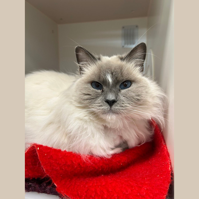 Photo of Lulu