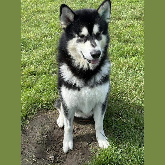 Photo of Loki