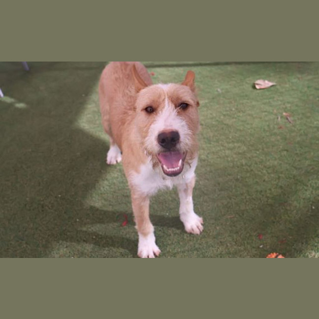 Photo of Rusty