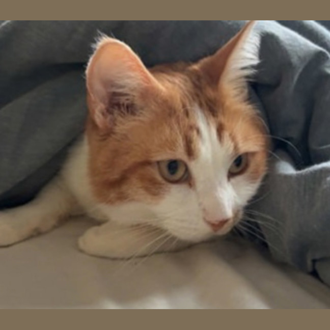 Photo of Pumpkin