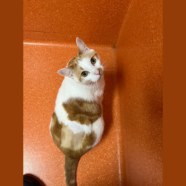 Photo of Tank