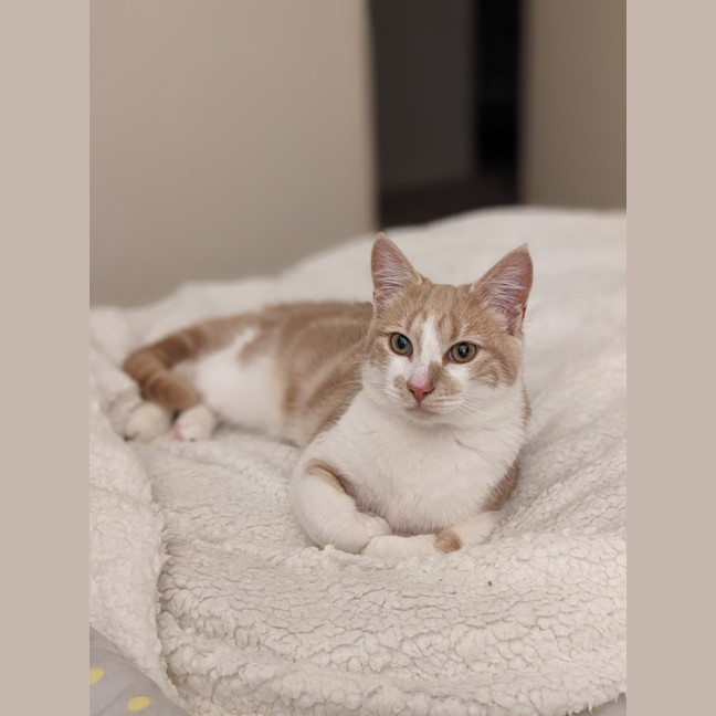 Photo of Jabba (Located In Coburg)