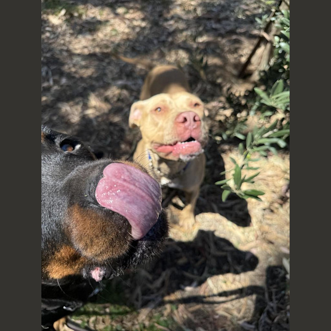 Photo of Nala