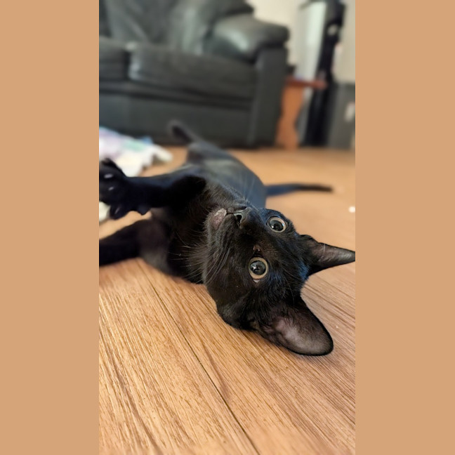 Photo of Veya