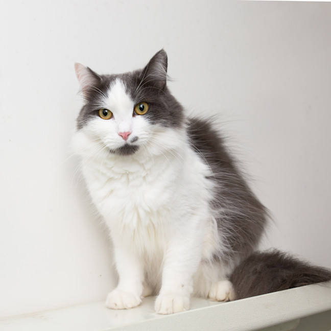 Photo of Loki