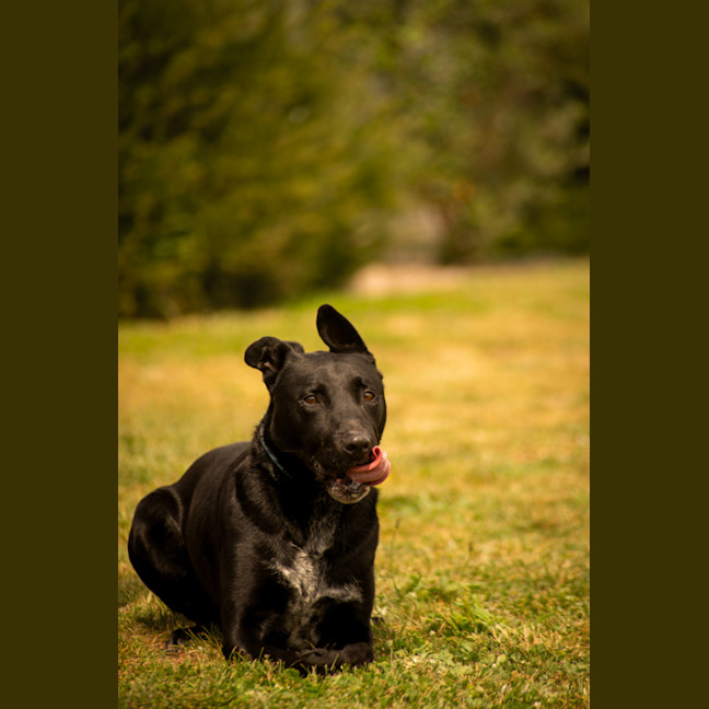 Photo of Louie
