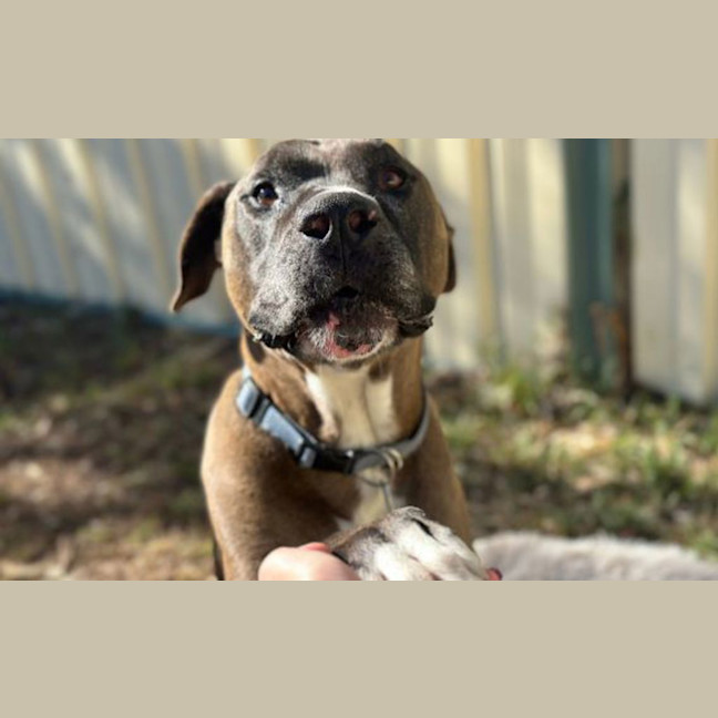 Photo of Opie