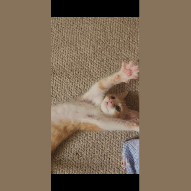 Photo of Jules