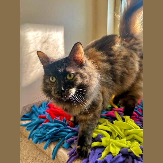 Photo of Zelda