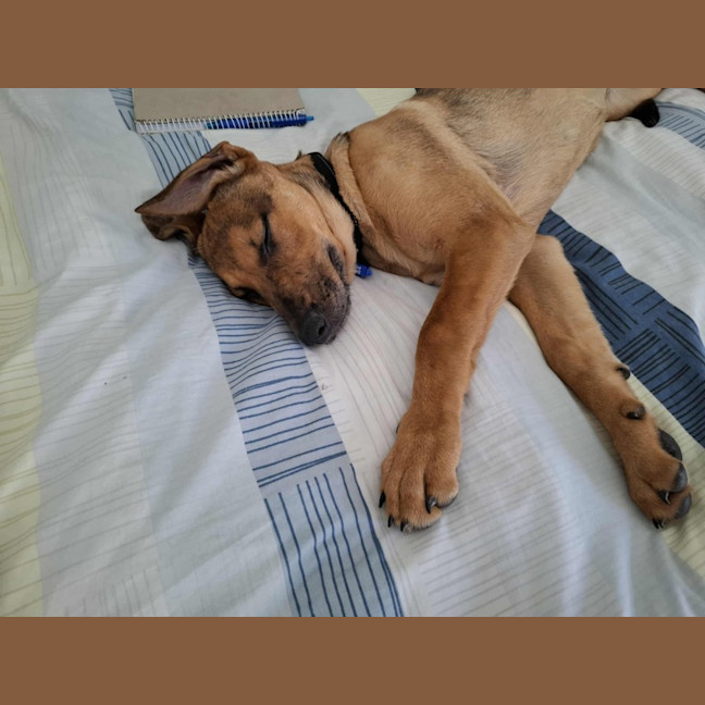 Photo of Gabby   5 Month Old German Shepherd X