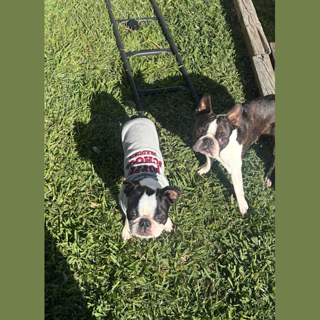 Photo of Cash & Casino   4 & 2 Year Old Boston Terriers