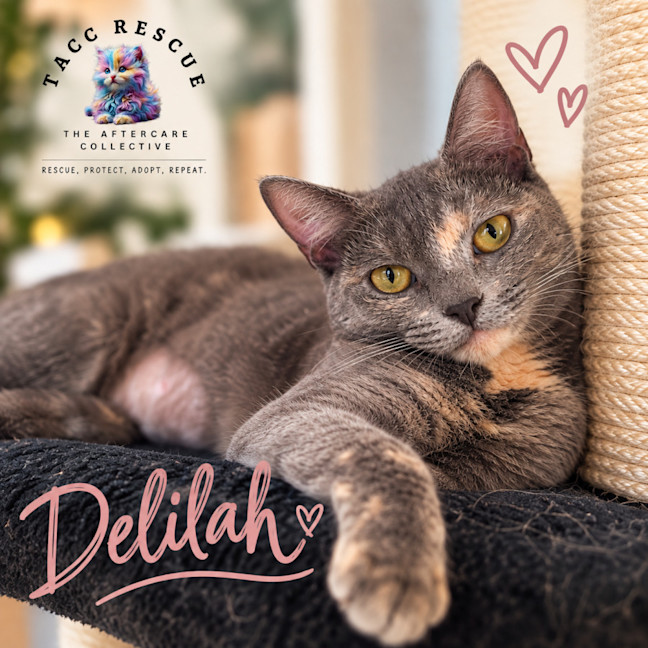 Photo of Delilah