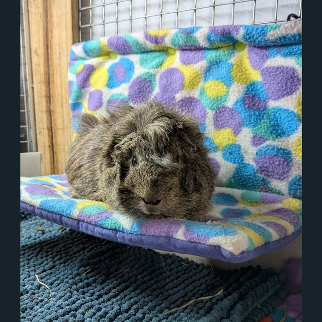 Photo of Womby 