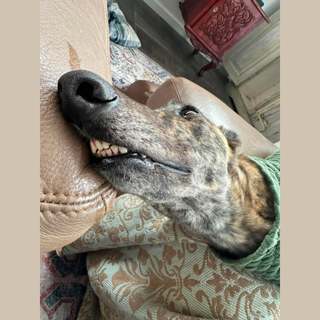 Photo of Winnie, The Greyhound