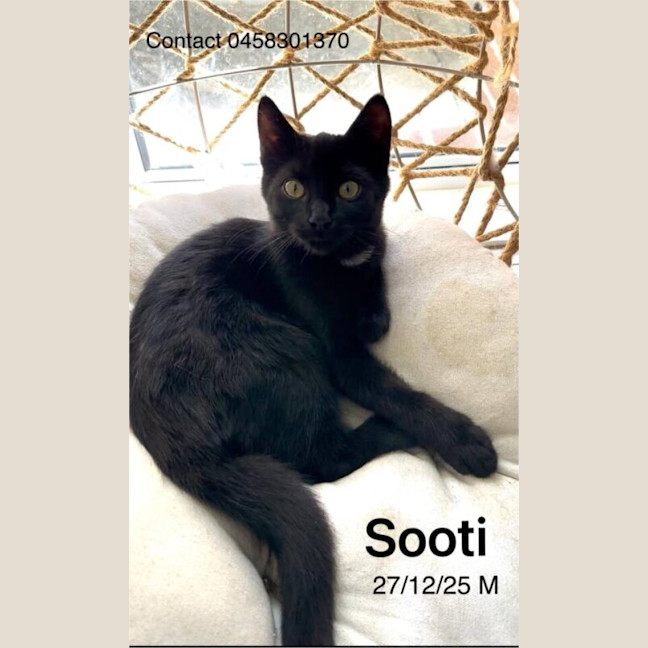 Photo of Sooty