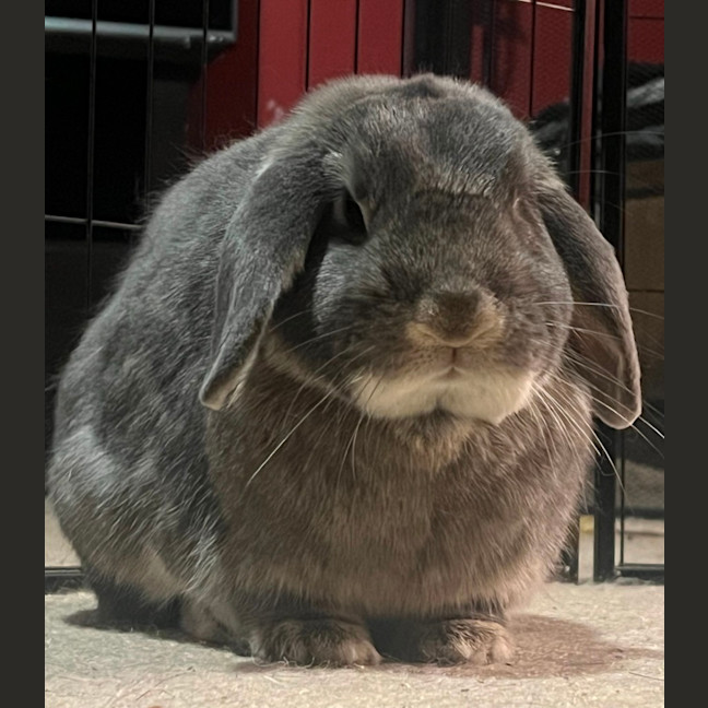 Photo of Pebble And Rocky