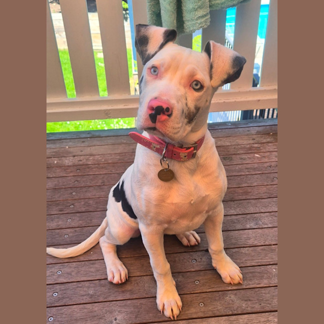 Photo of Chocchip