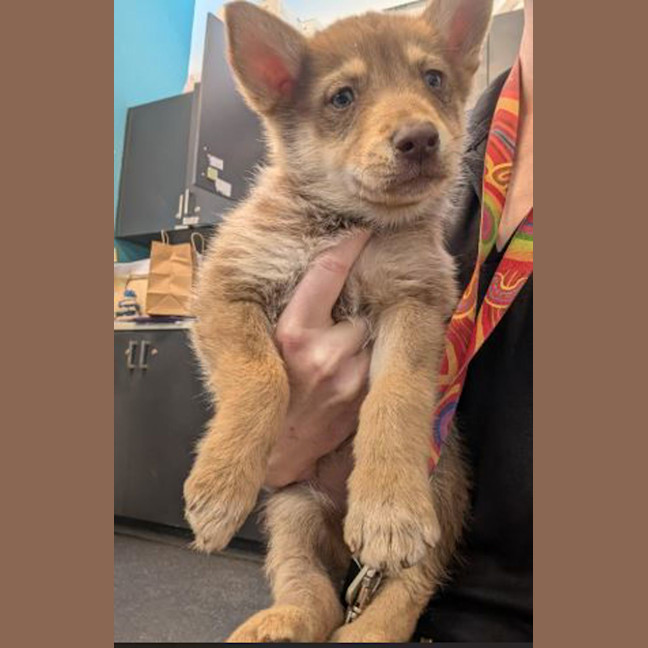 Photo of Scout (Nash)