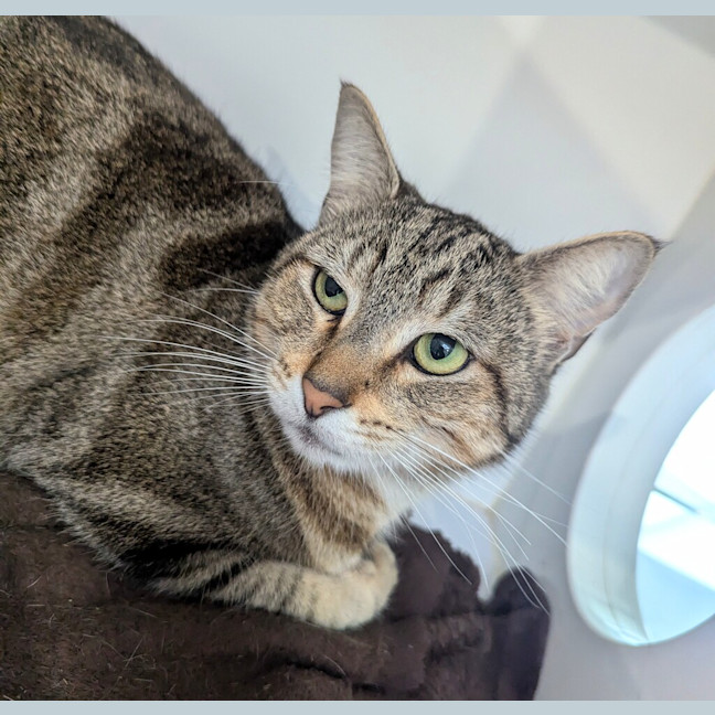 Photo of Siren