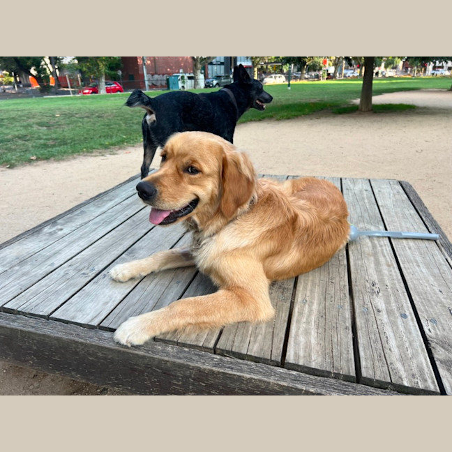 Photo of Teddy