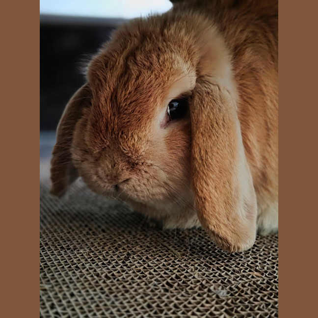 Photo of Pip