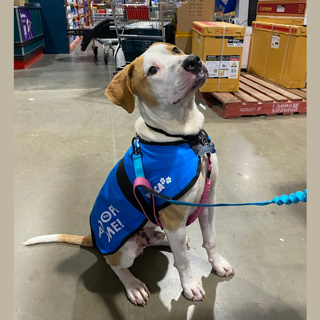 Photo of Digger