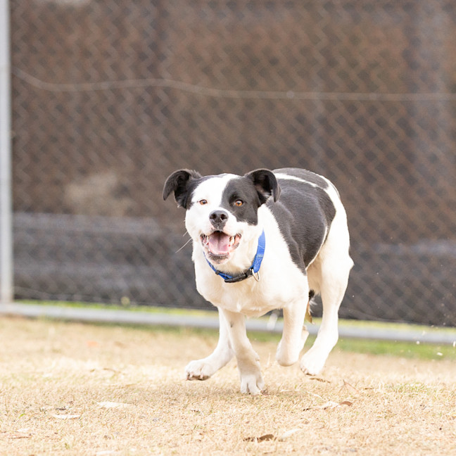 Photo of Daisy