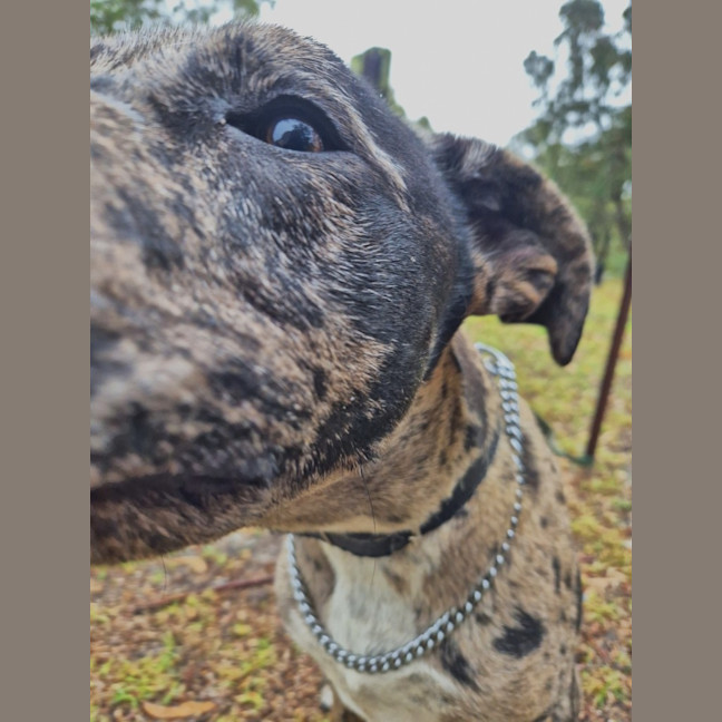Photo of Louie