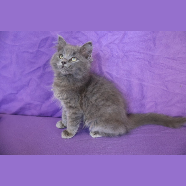 Photo of Muffin