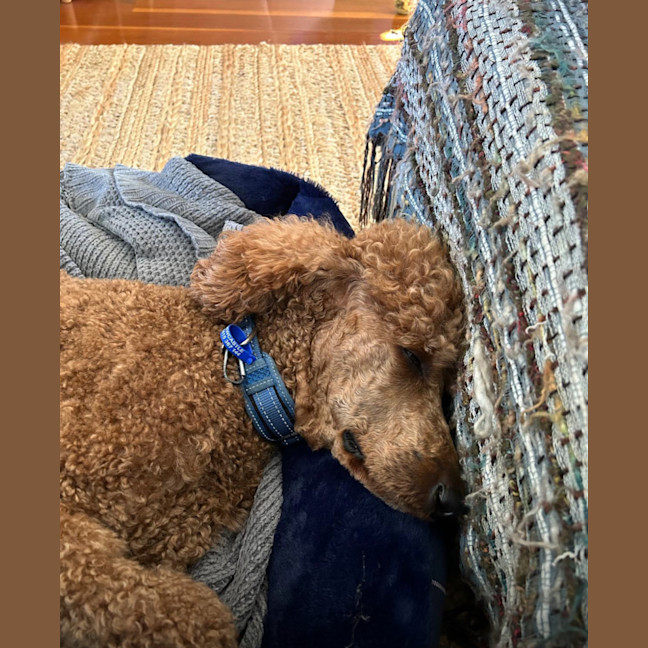 Photo of Jack   6 Year Old Poodle