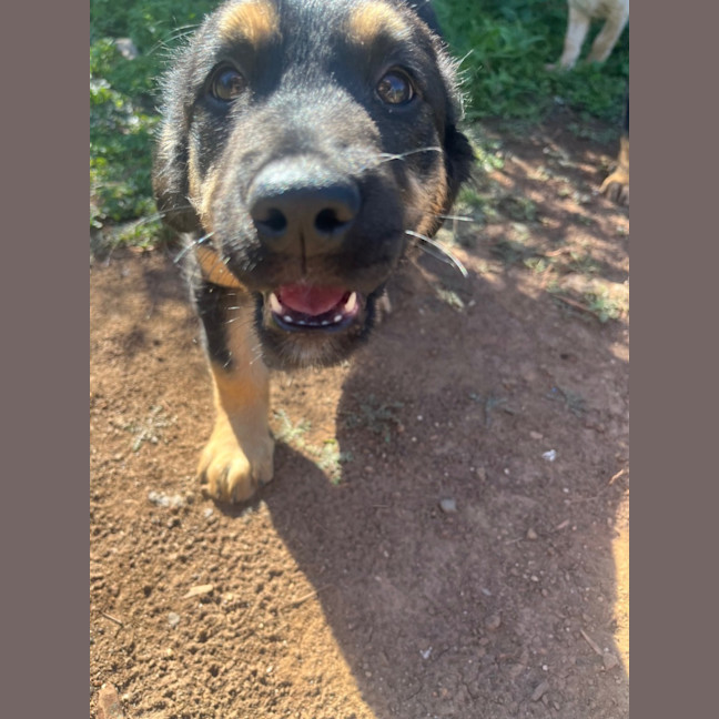 Photo of Peace Pete Dara Or Brodie Dara