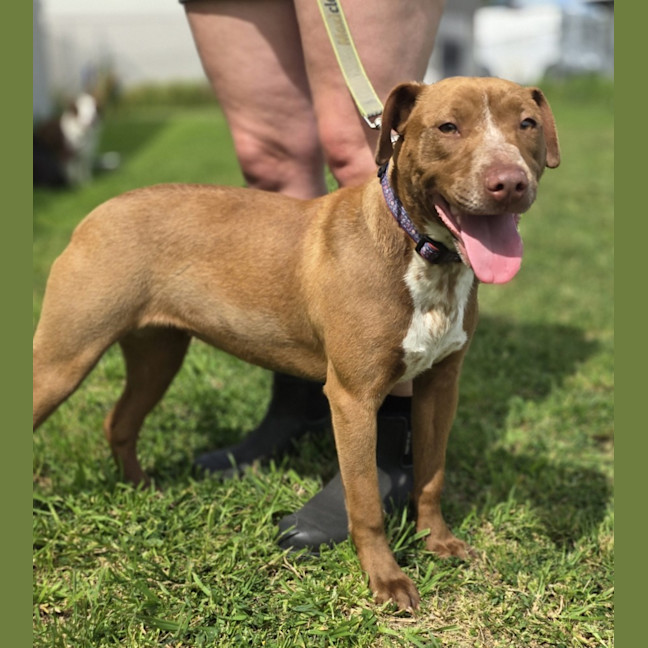 Photo of Waffle (64380)