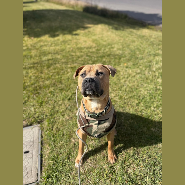 Photo of Scout