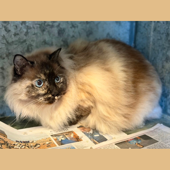 Photo of Aurora