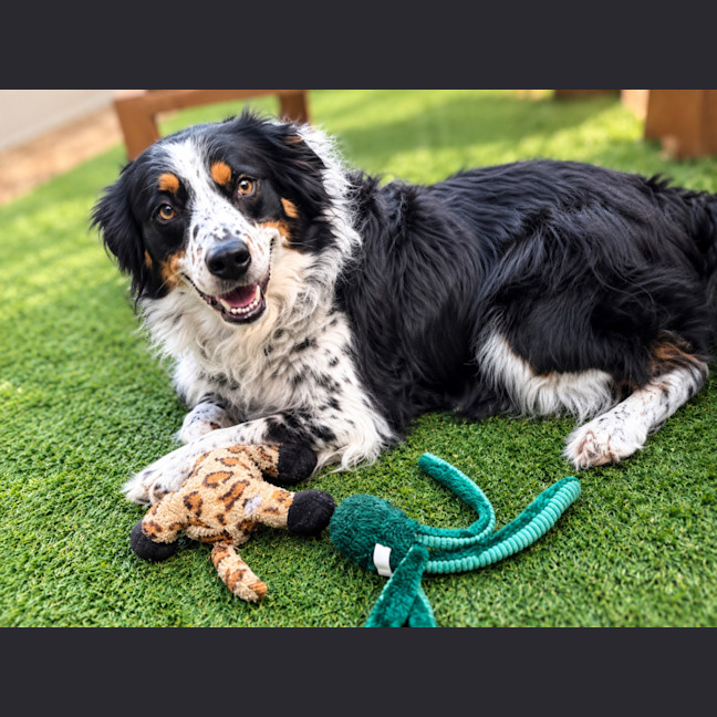 Photo of Marlee   4 Year Old Border Collie
