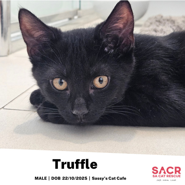 Photo of Truffle