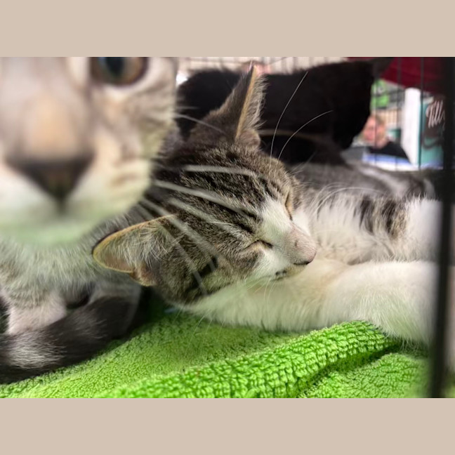Photo of Archer