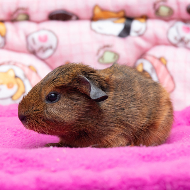 Photo of Cinnamon