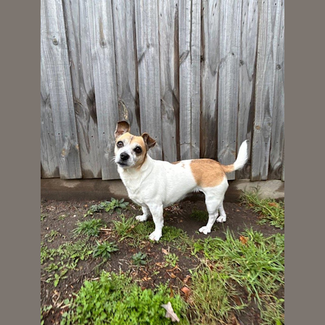 Photo of Shadow Quinell